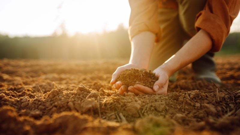 Denker en boer Wendell Berry overleden: waarom 'gezondheid' volgens hem niet stopt bij je eigen lichaam